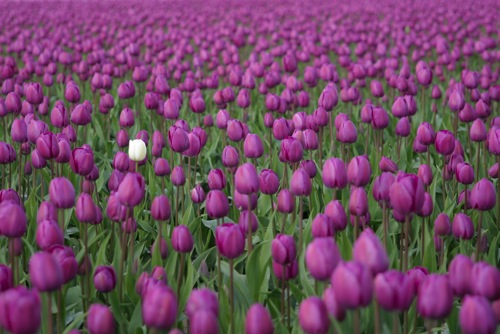 Skagit Valley Tulips